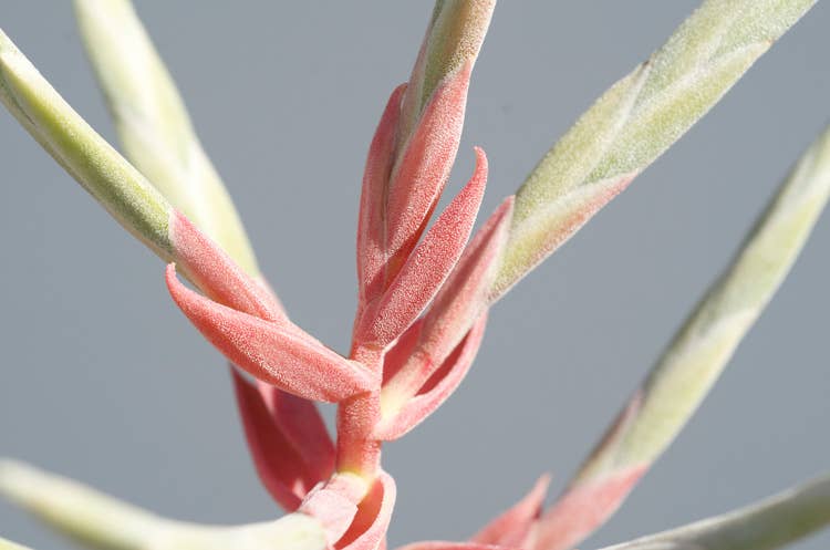 The Artizan Way - Wholesale Live Plant - Tillandsia Streptophylla - Air Plant5