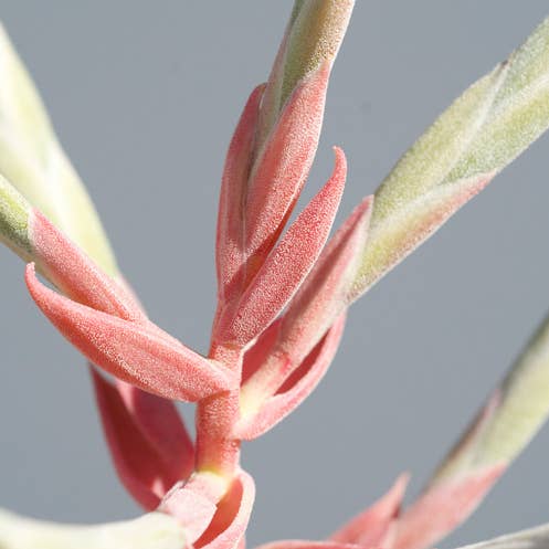 The Artizan Way - Wholesale Live Plant - Tillandsia Streptophylla - Air Plant5