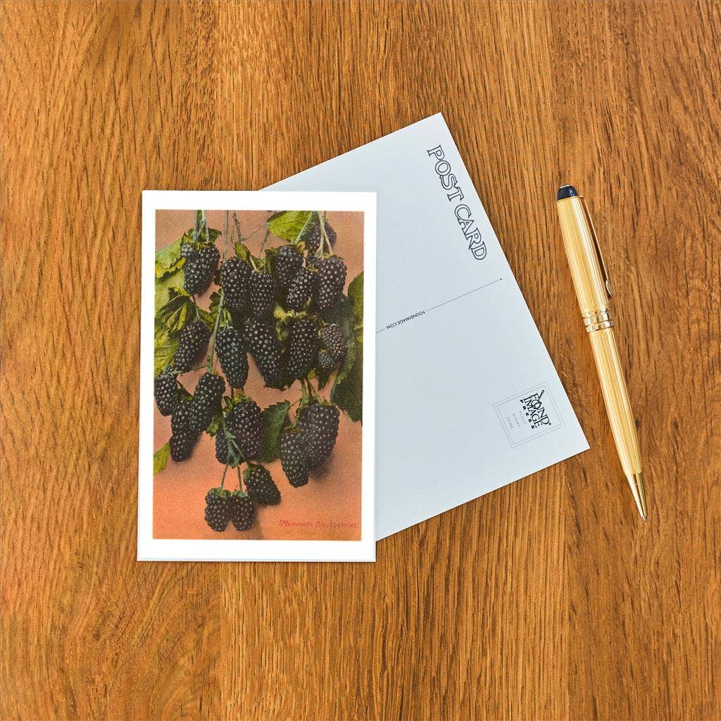 Found Image Press - Vente Cartes postales - Carte postale FR-29 Mûres1