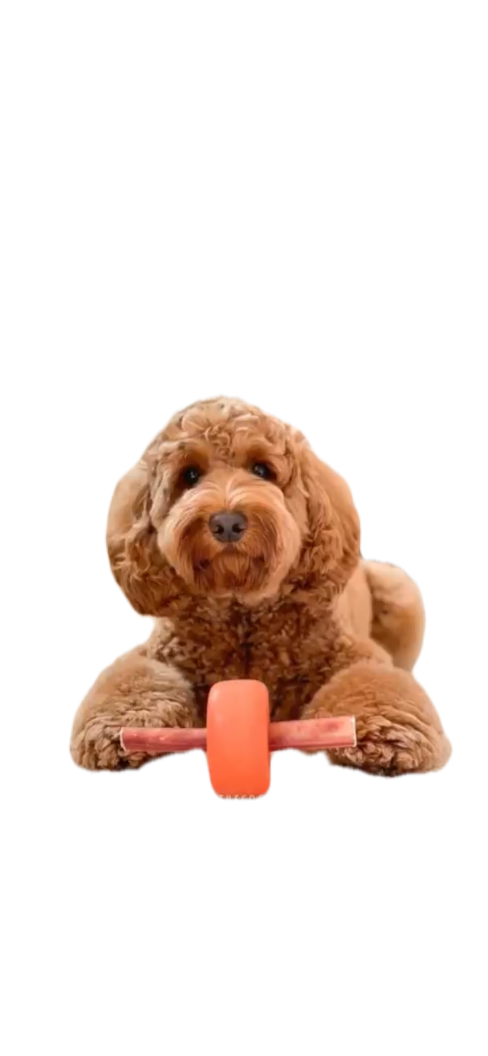 Bully Grip - Wholesale Pet Chew Toy - Dog - BullyGrip Classic Medium8