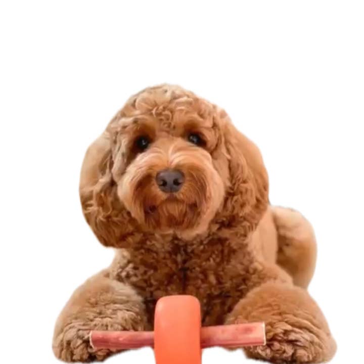 Bully Grip - Wholesale Pet Chew Toy - Dog - BullyGrip Classic Medium8