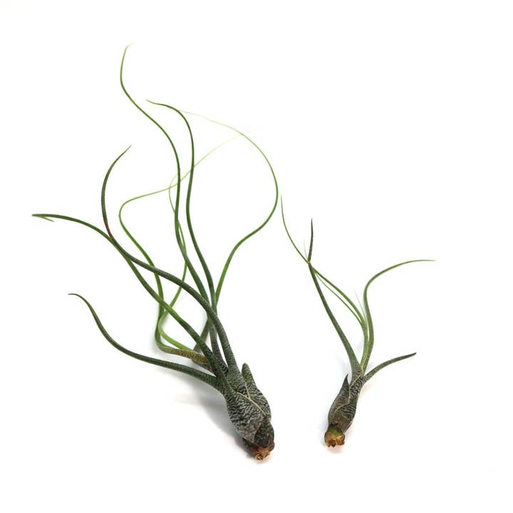 Airplant Direct - Wholesale Live Plant - Tillandsia Butzii Air plant1