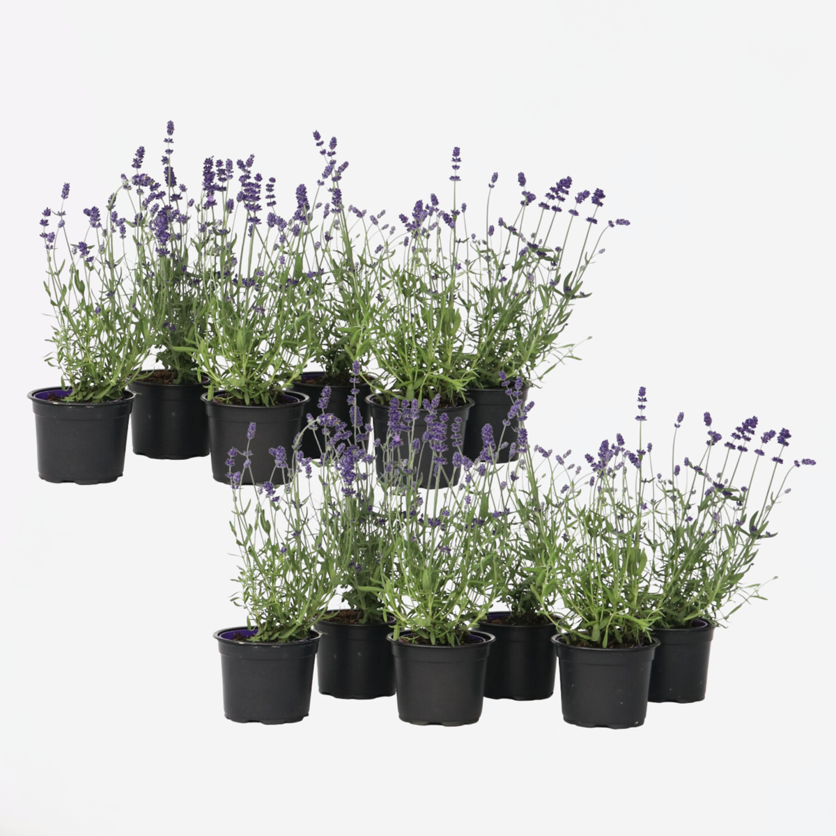 Oasis of Life – wholesale Live plant – Lavender Plants – 12 Plants – Lavandula angustifolia – Height 10–15cm – Ø11cm – True Lavender with Intense Fragrance – Bee-friendly, Hardy & Easy to Care for – For Garden, Balcony & Herb Bed0
