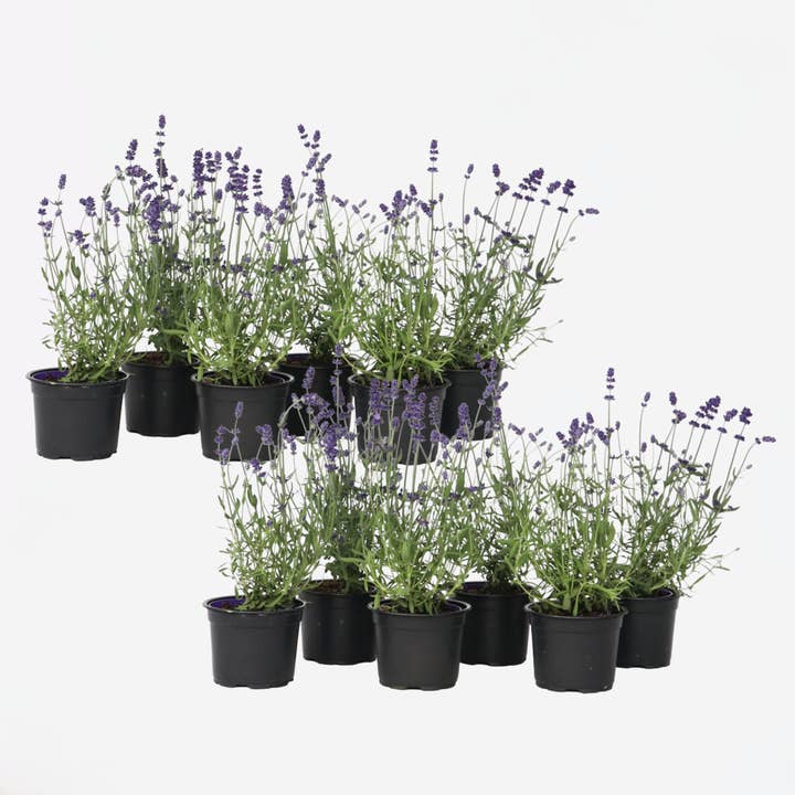 Oasis of Life - Wholesale Live Plant - Lavender Plants – 12 Plants – Lavandula angustifolia – Height 10–15cm – Ø11cm – True Lavender with Intense Fragrance – Bee-friendly, Hardy & Easy to Care for – For Garden, Balcony & Herb Bed0