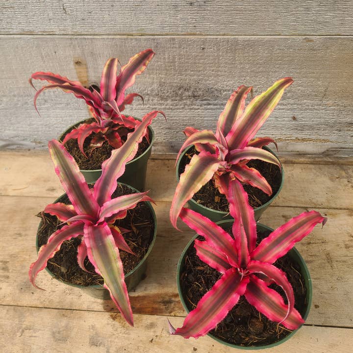 Cryptanthus 'Ruby' for wholesale by Buzz + Thrive Gardens