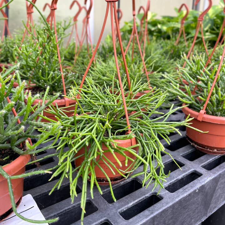 Thorsen's Greenhouse - Wholesale Live Plant - Rhipsalis Cactus Hanging Pot - 4" Live Plant5