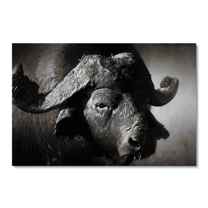 B&W Buffalo, Acrylic Wall Art for wholesale by ART BLVD