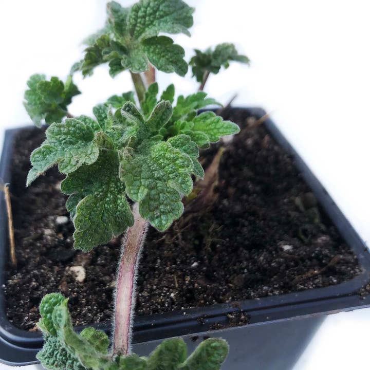 Motherwort Seeds (Leonurus cardiaca) 100 Seeds (0.1 grams) for wholesale by Smoke Camp Crafts