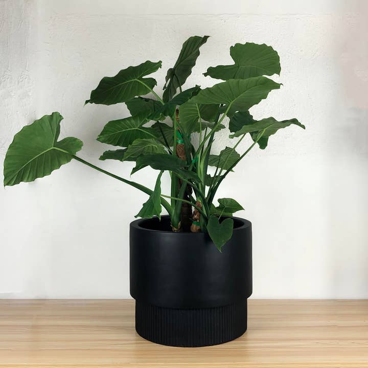 Common House Studio - Wholesale Plant Pot - FLUTED BASE PEDESTAL POT | PLANTER4