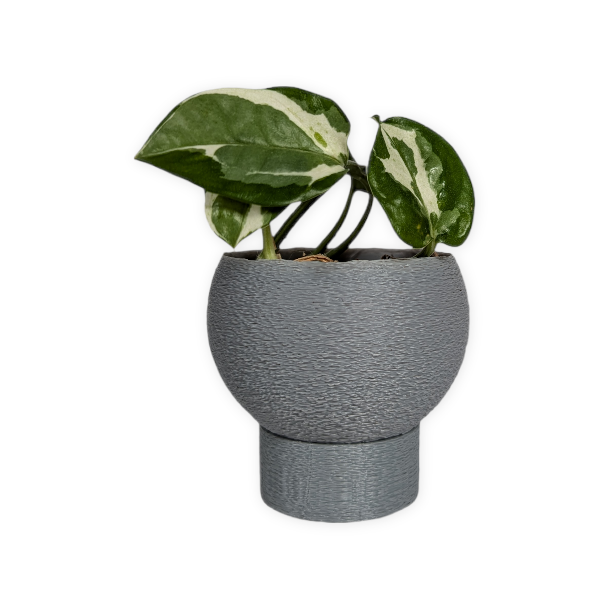 Leafprints.3d - Wholesale Plant Pot - The Petal – 2 Inch Planter with Drip Tray2