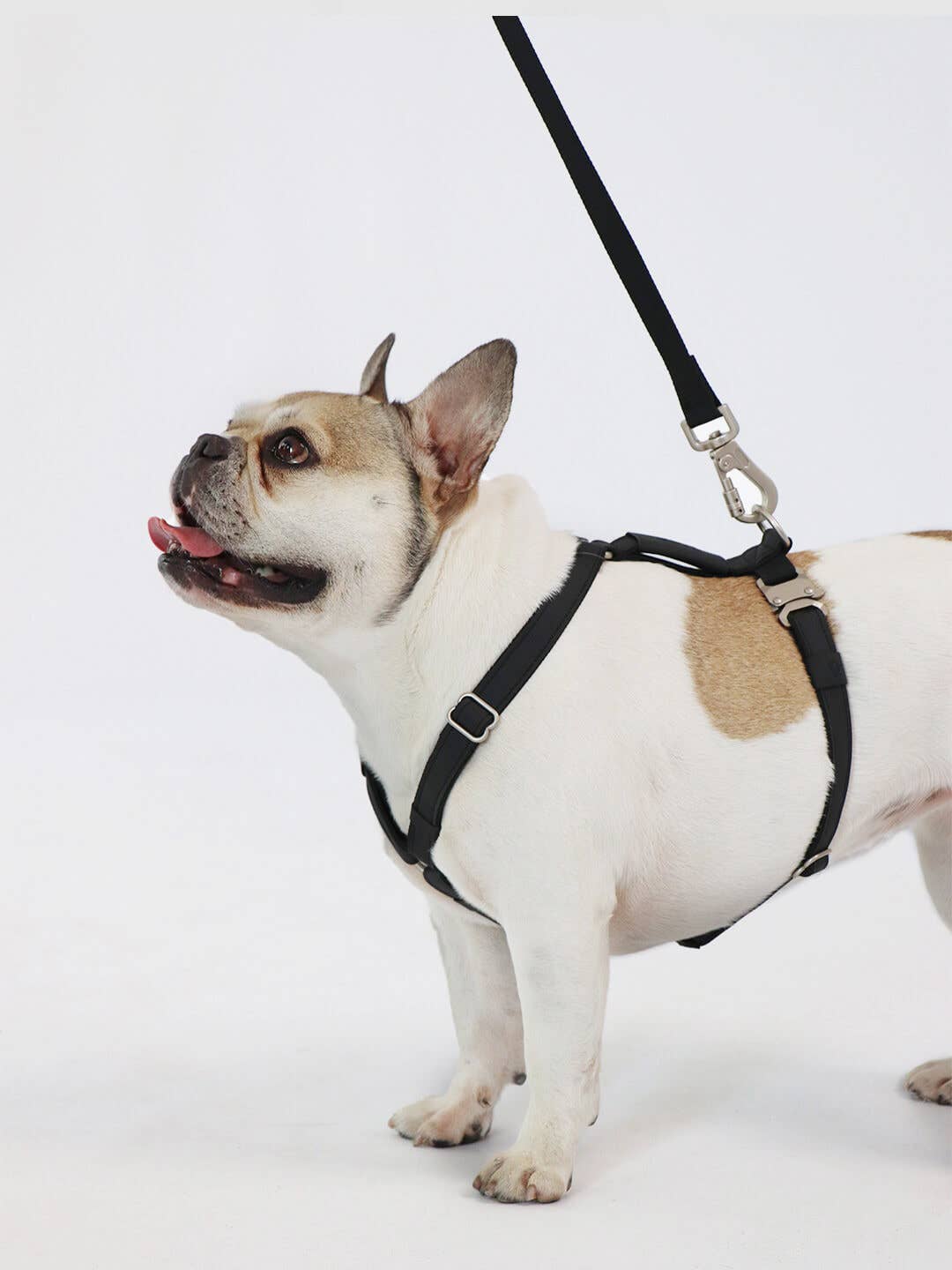 Qisu – Großhandel Haustiergeschirr – Hund – Hundegeschirr | Air Collection3