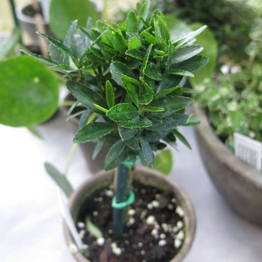 Sunrise Topiaries - Wholesale Live Plant - Live Euonymus Topiary in 4 inch pot