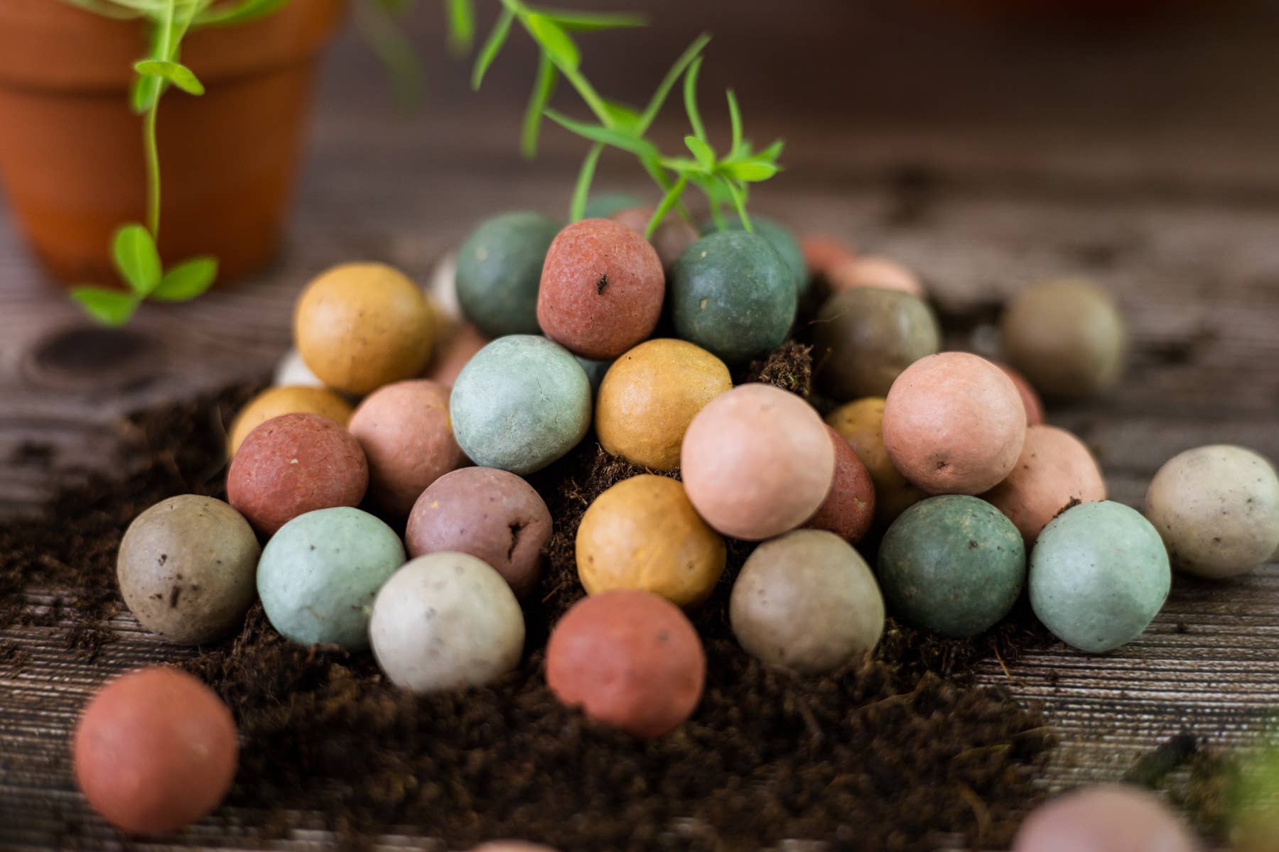 Blossombs - Vendita all'ingrosso Semi di piante - Confezione regalo con 3 bombe di semi Blossombs7