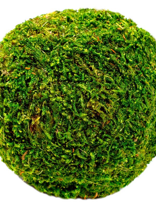 Moss Balls 4in Bulk 36 Units for wholesale by SuperMoss