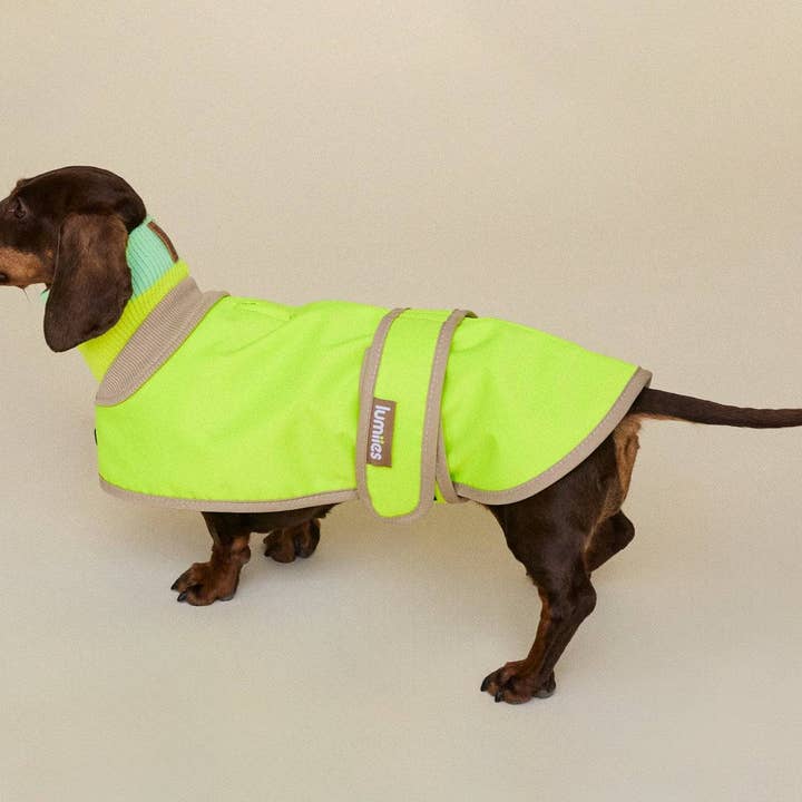 Neongele Vuurvlieg DE GLOW REGENJAS mini-fit – Hondenjas voor kleine hondenrassen en teckels in neongeel voor groothandel op Faire4