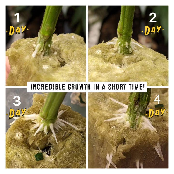 Green Rush Nutrients - Wholesale Fertiliser - Root Rush Rooting & Cloning Powder2