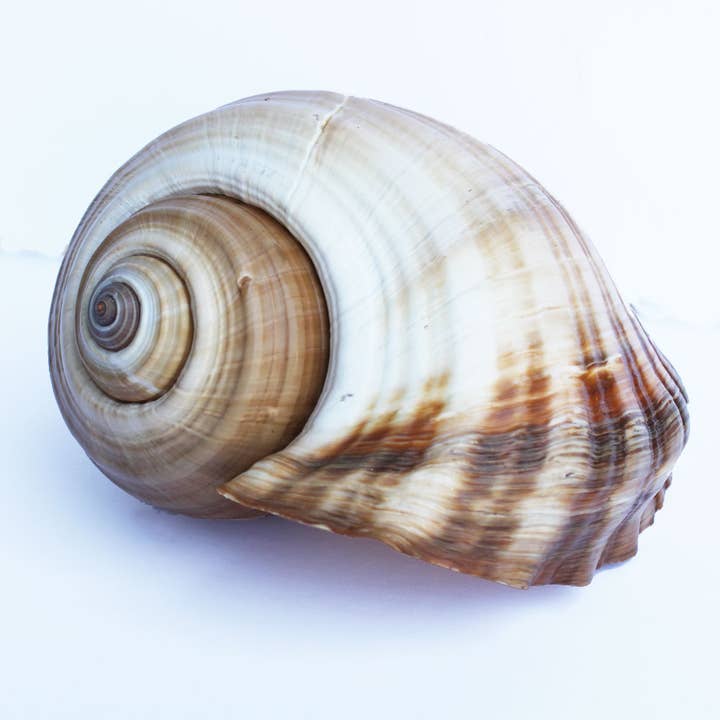 Brown Tonna / Tun Seashell - Tonna Oleria - 6-9" for wholesale by California Seashell Company