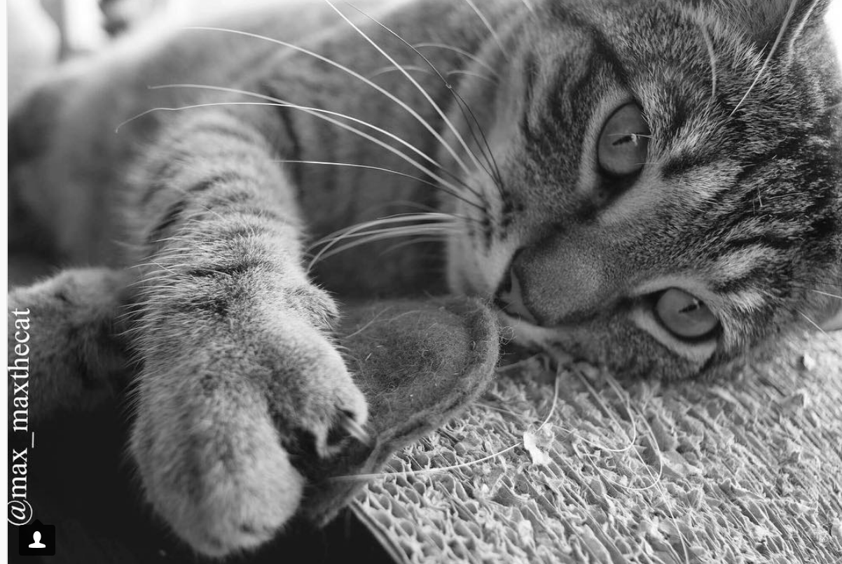 Eco-Pup - Vente Jouet – chat - Jouets en feutre de laine avec herbe à chat4