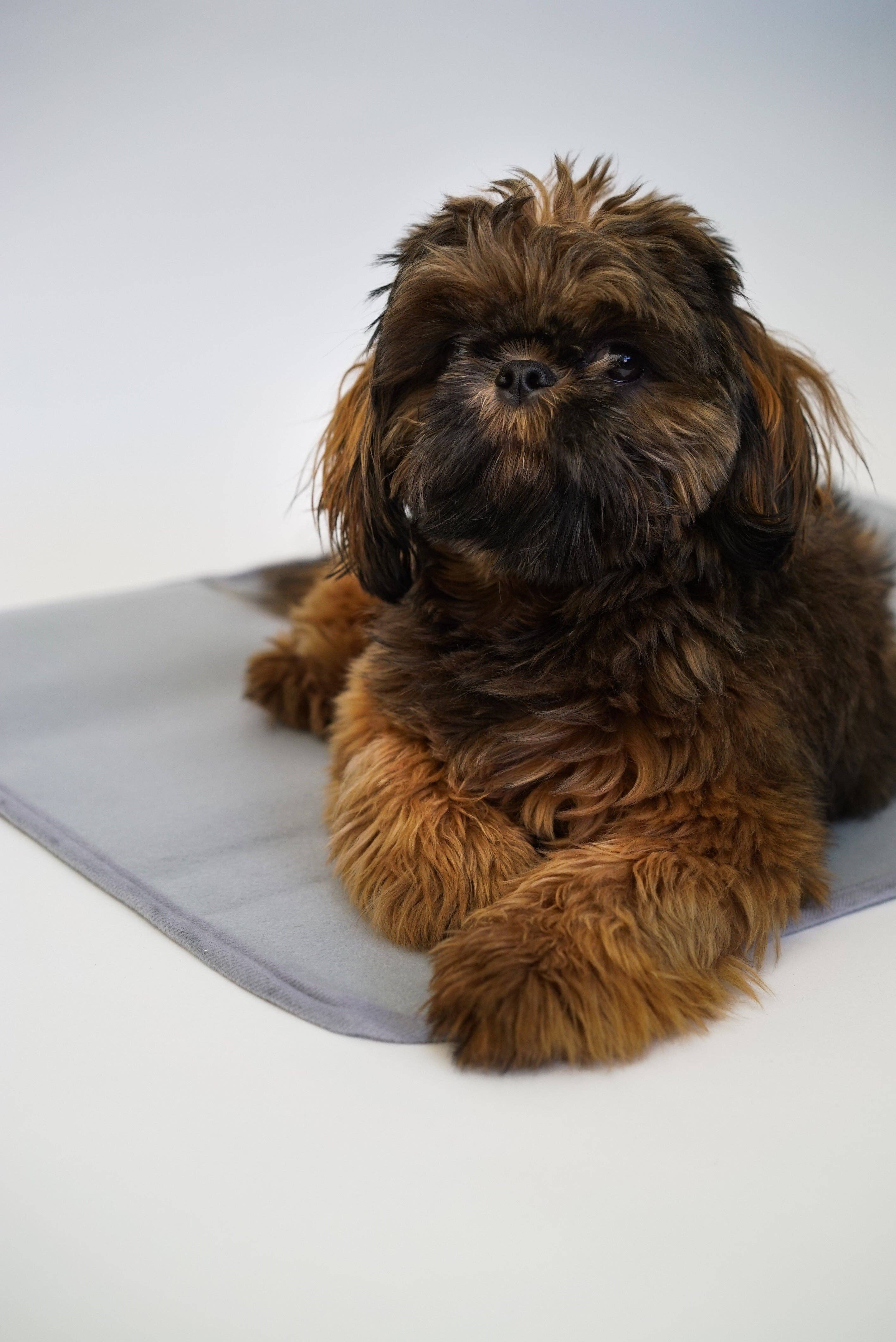 The Green Pet Shop - Wholesale Pet Mat - Dog - Thera-Pawz Warming Pad7