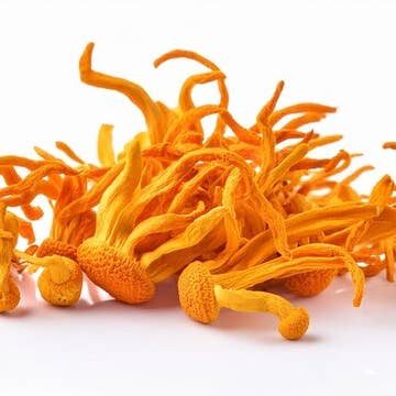 Cibobenessere - Wholesale Oral Supplement/Vitamin - Organic Cordyceps and Reishi (Ganoderma) - Organic Vegetable Capsules3