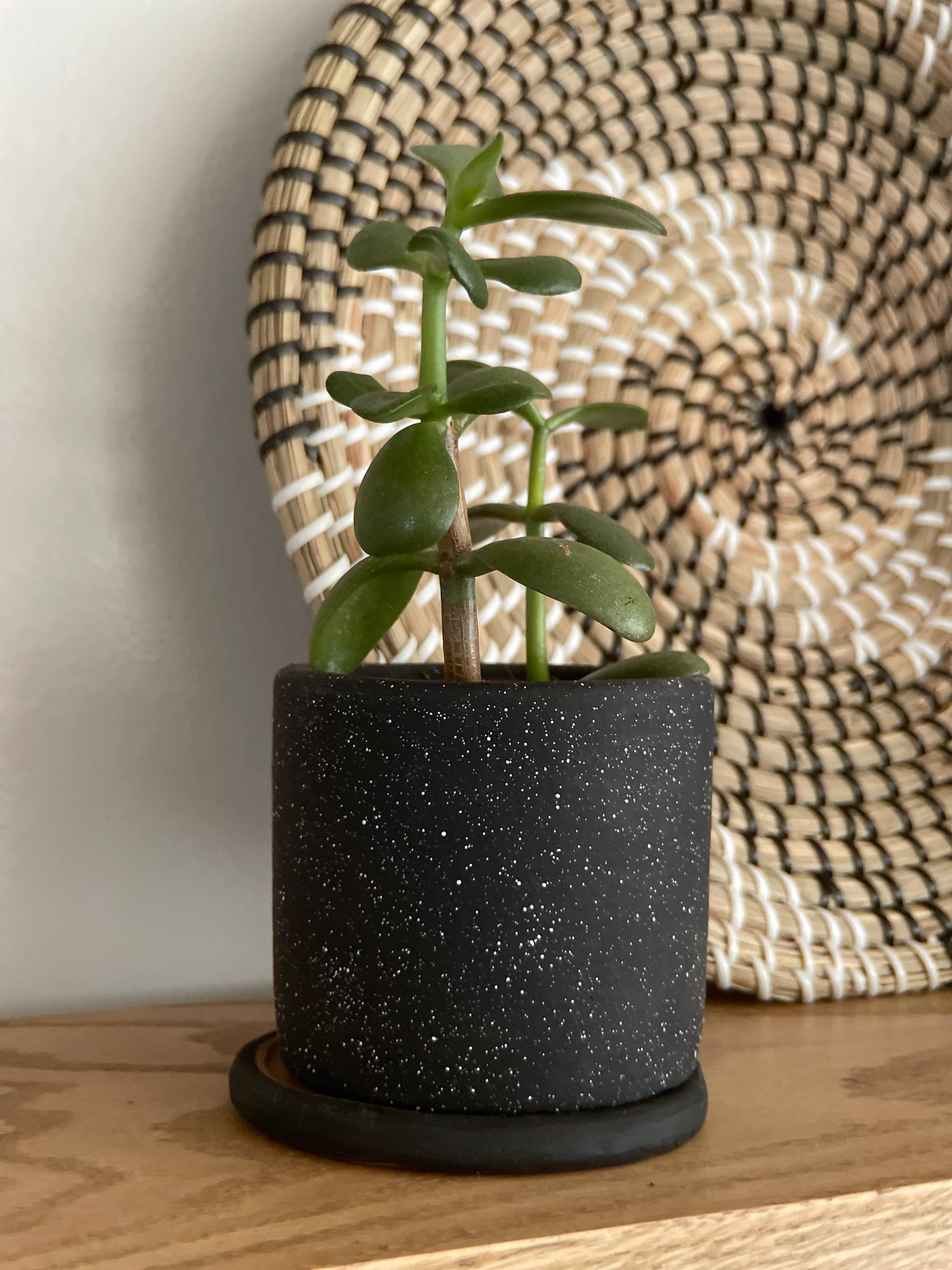 Women of the Cloud Forest - Wholesale Plant Pot - Small Ceramic Planter5