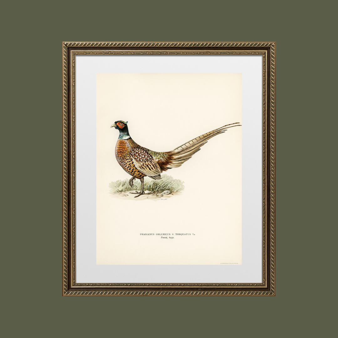 Sea to Skye - Wholesale Art Print - Pheasant Antique Art Print2