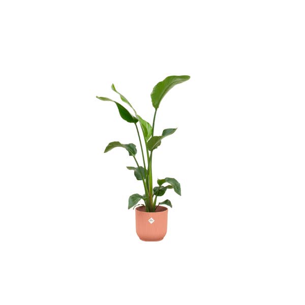 Oasis of Life - Wholesale Live Plant - Strelitzia Nicolai – Tree Strelitzia – approx. 100cm high – Ø22cm – Including Plant Pot Vibes Fold Round Pink – Tropical Houseplant with Large Leaves – Exotic Green Plant for Living Room & Office