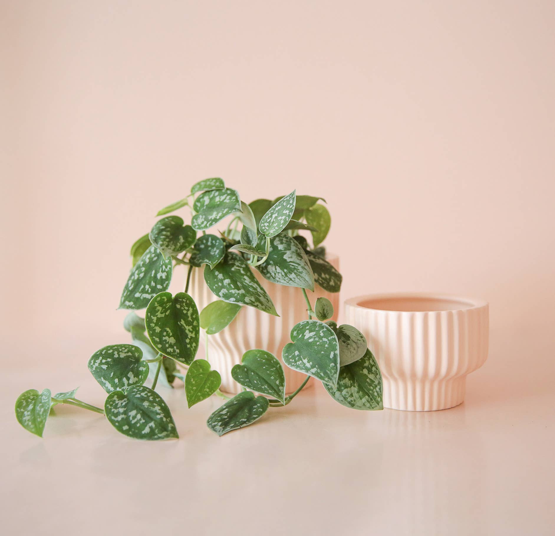Jungle Club - Wholesale Plantenpot - Presley Sokkel Bloempot | Ballerina5