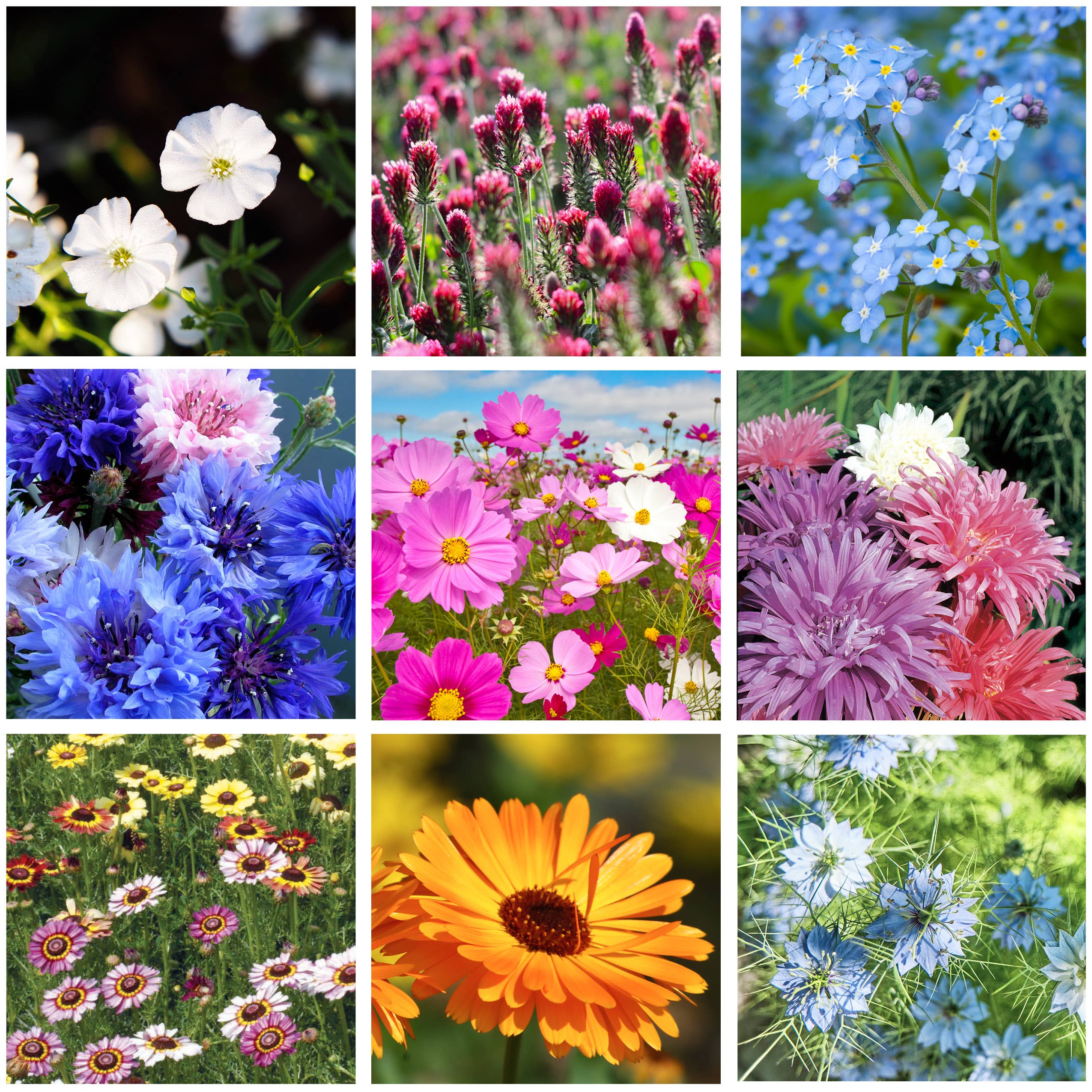 Bentley Seed Co. - Wholesale Love Card - LOVE - Bouquet Wildflower Seed Packets4