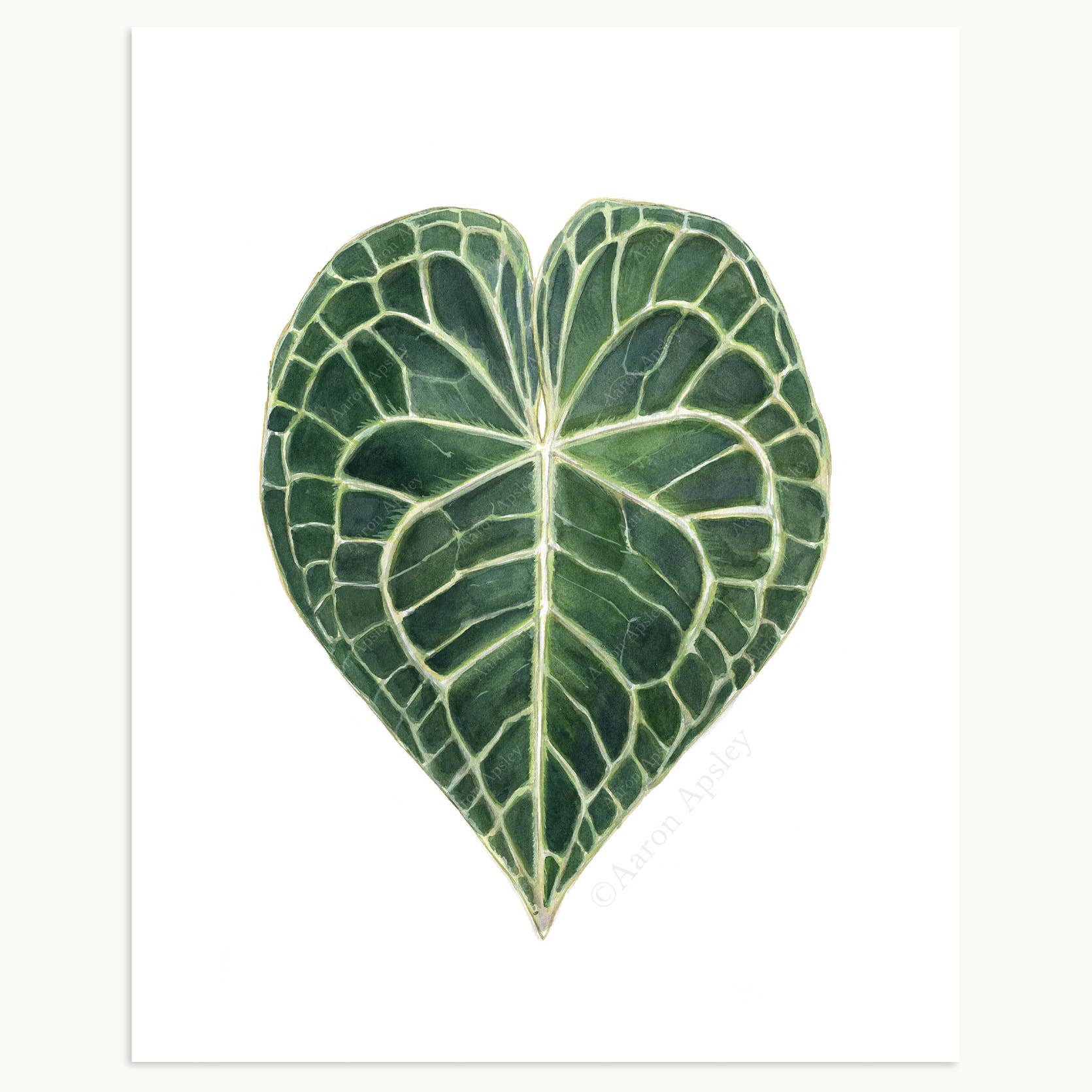 Aaron Apsley Artwork - Wholesale Art Print - Tropical Leaf Print - 8"x10"8