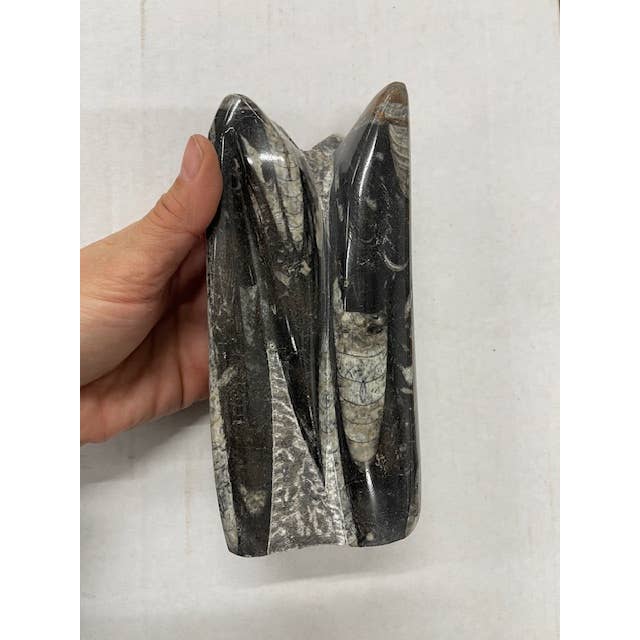 Casablanca Exports - Vendita all'ingrosso Decorazioni da tavolo - Torre di Fossili di Nautiloidi Orthoceras