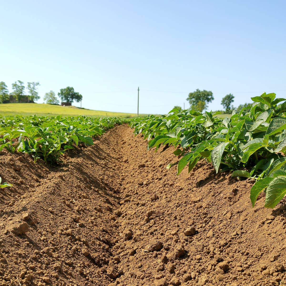 A.G.R. s.r.l. - Wholesale Soup - Delicious Soup 400g.6