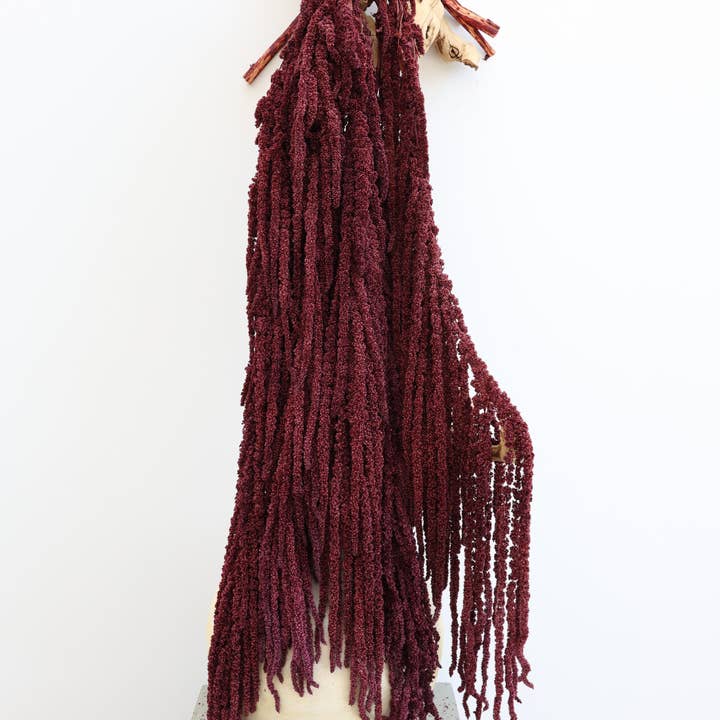 Preserved Burgundy Amaranthus for wholesale by FlowerFantaSee