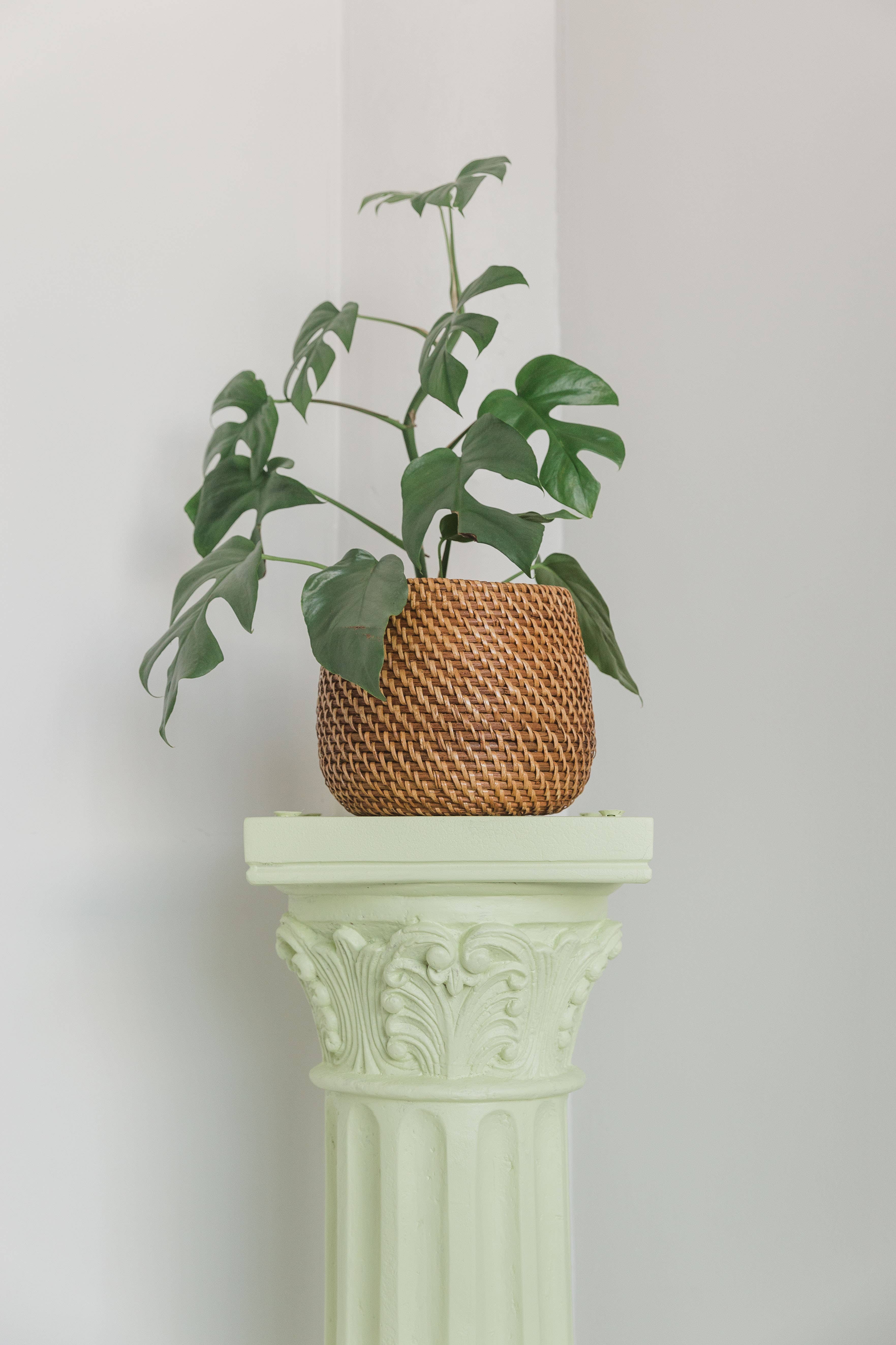 Viridi - Wholesale Plant Pot - Olla Rattan Planter Set of 24