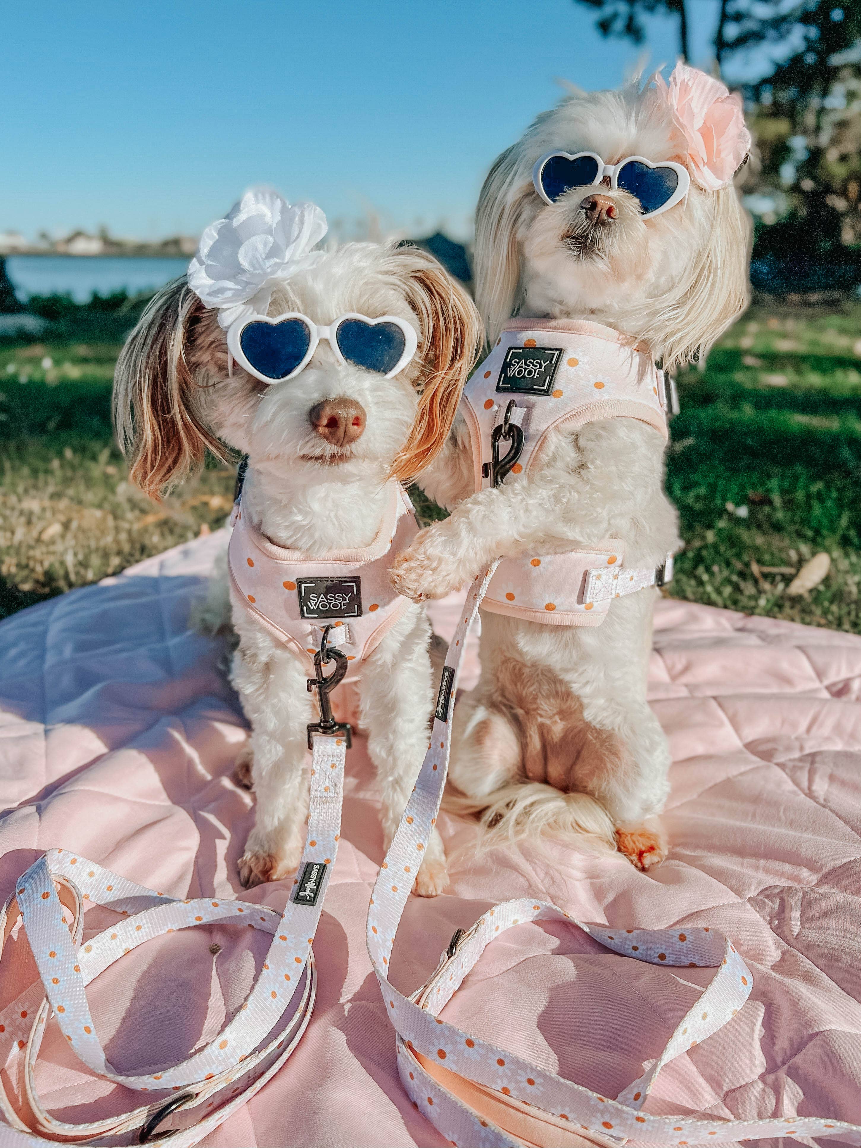 SASSY WOOF - Wholesale Pet Harness - Dog - Dog Adjustable Harness - Dainty Daisy16