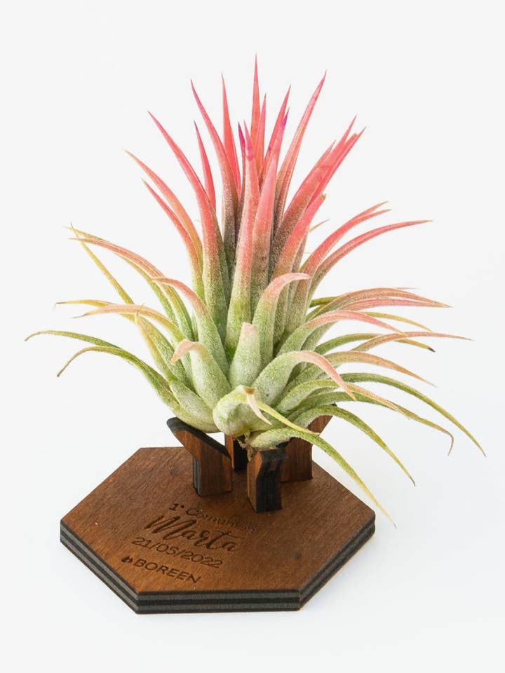 Luftanlæg med træ Mind support (kan tilpasses) for engroshandel hos BOREEN Shop