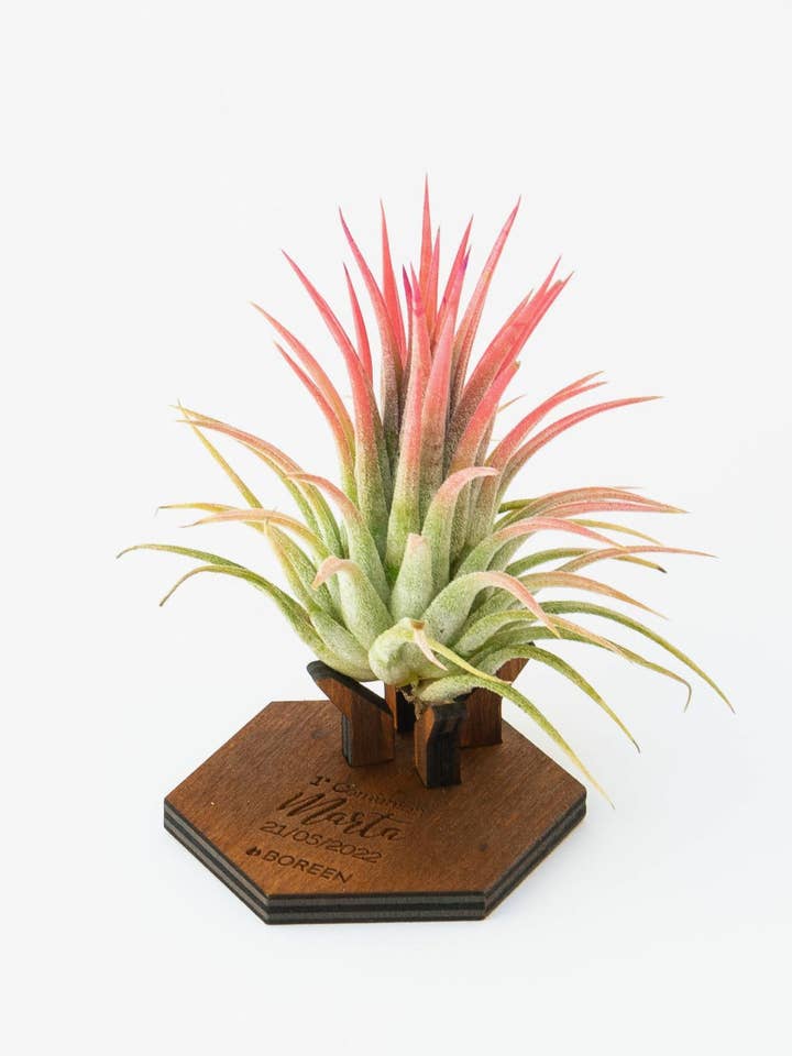 Air plant with wooden Mind support (Customizable) for wholesale by BOREEN Shop