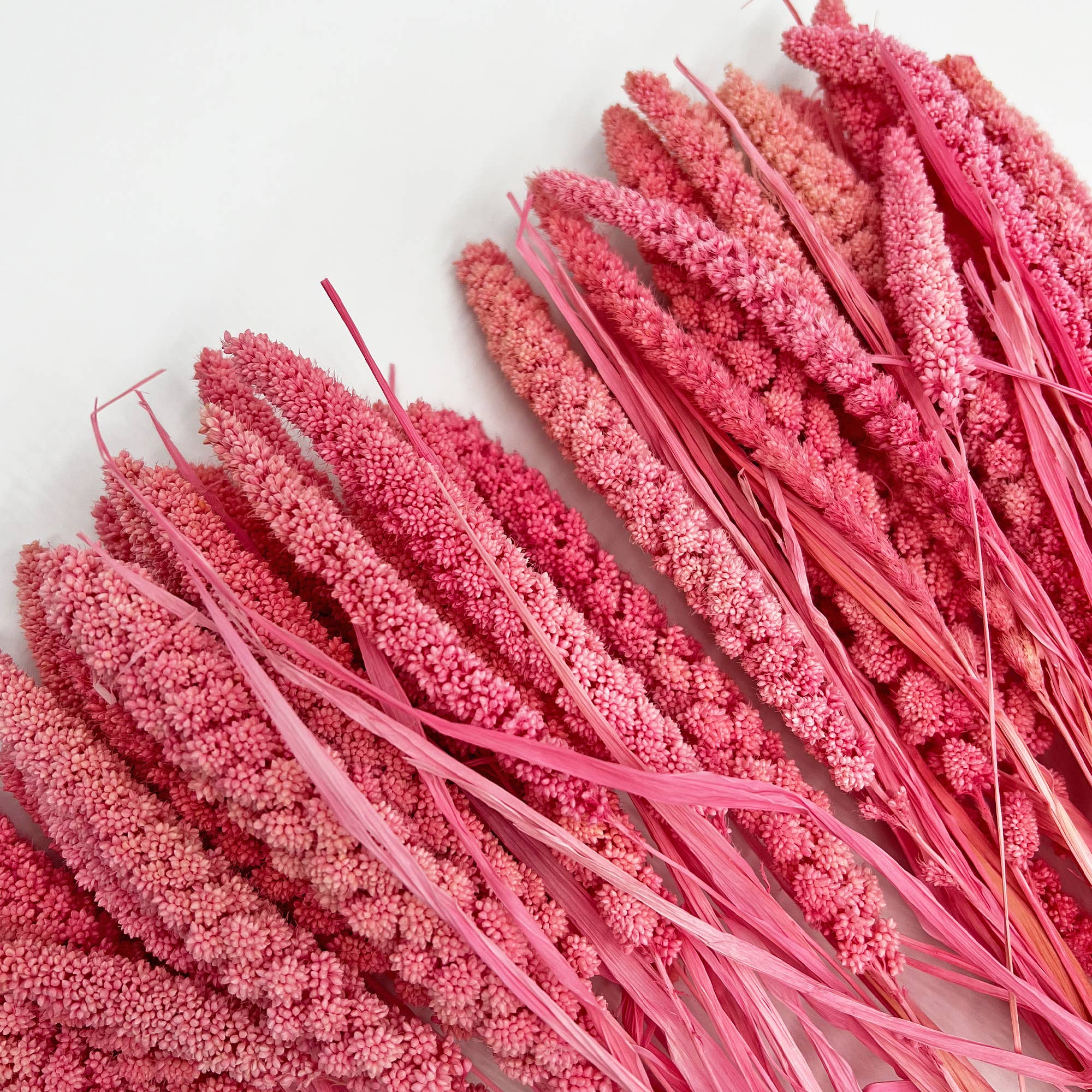 2626 Designs - Wholesale Dried/Pressed Flowers - Dried Preserved Millet Flower 21" Multiple Colors21