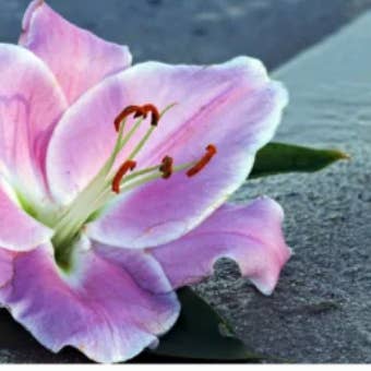 LeDeSaRa Lifestyle – Engroshandel Kunstige blomster – Friske afskårne liljer