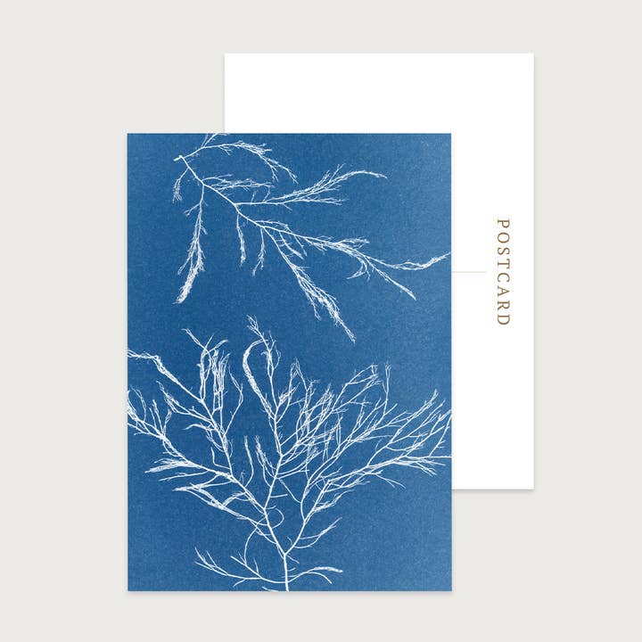 Carte postale Blue Seaweed | Siphon Weed pour la vente par Paper Birch