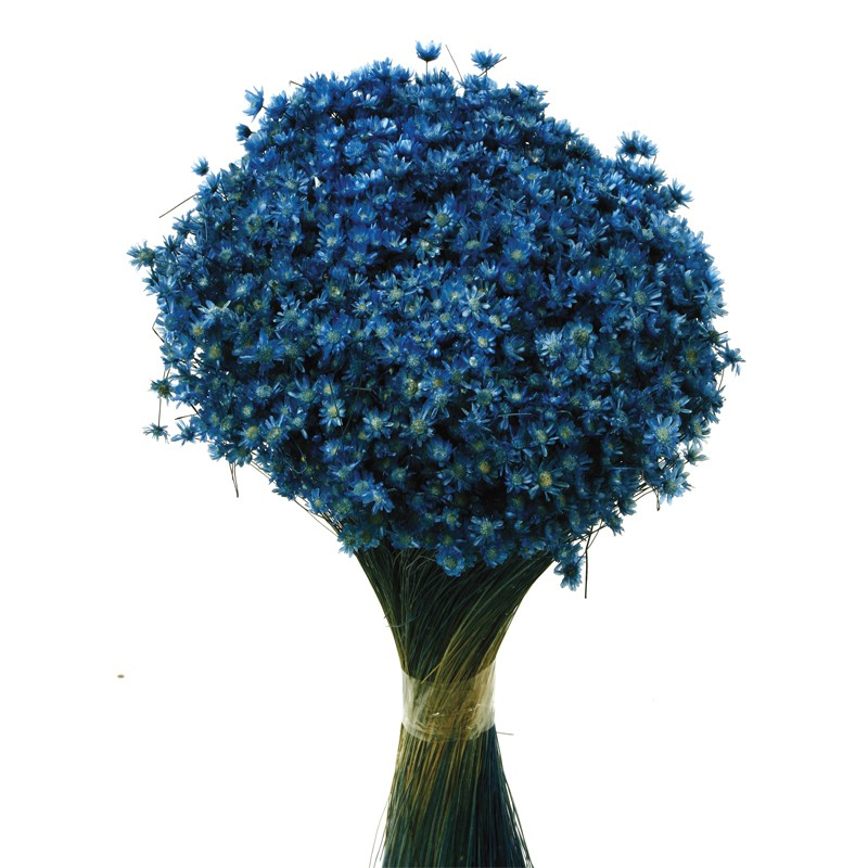 Concari.flores Preservadas - Wholesale Dried/Pressed Flowers - MARCELA SECA2