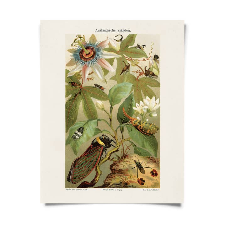 Vintage Cicadas and Passion Flower Print w/ optional frame for wholesale by Curious Prints