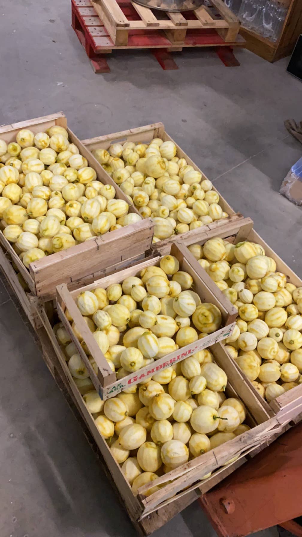 distillerie de la mer – Engroshandel Likør – Limoncello Korsika1