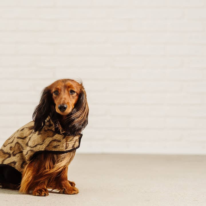 Dachshund coat Ai Wei Wei - limited edition - for wholesale by Dachshund Couture