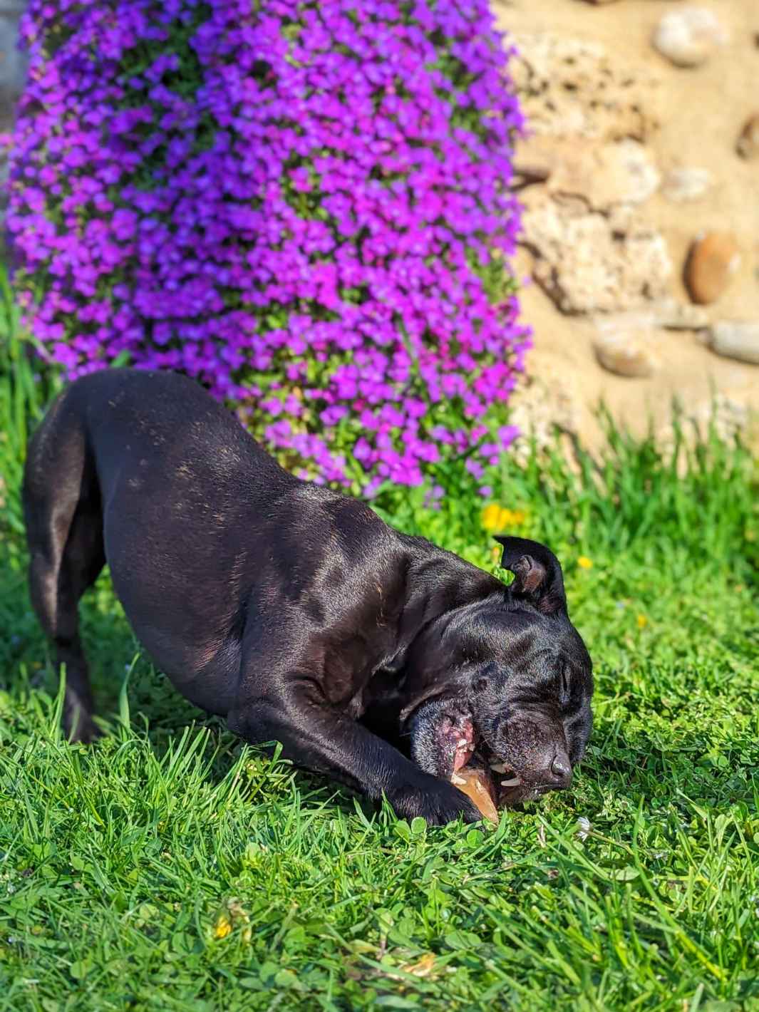 Truffe Délice - Wholesale Pet Treats - Dog - Garnished veal shank8