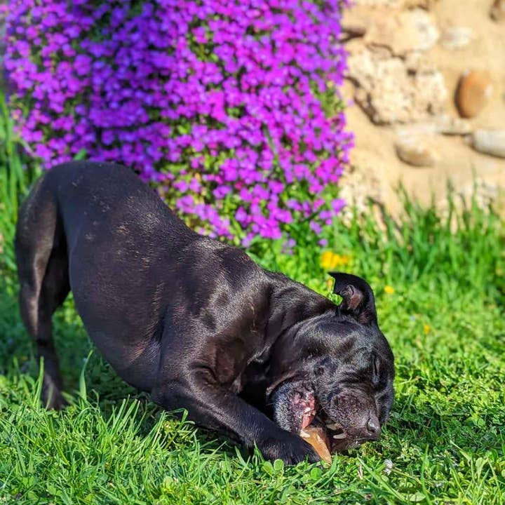 Truffe Délice - Wholesale Pet Treats - Dog - Garnished veal shank8