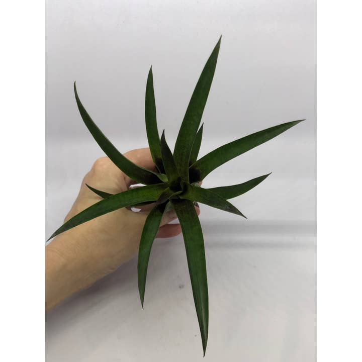 The Artizan Way - Wholesale Live Plant - Vriesea Corcovandensis - Small Bromeliad | Live Plant7