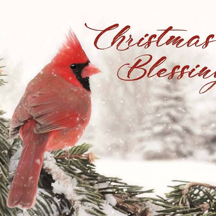 Tarjetas de Felicitación de Fe Invernal con Cardenales en una Caja para venta al por mayor de Legacy