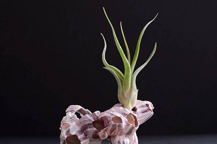 The Artizan Way - Vente Plante - Tillandsia Caput Medusae | Usine Air Vivante2