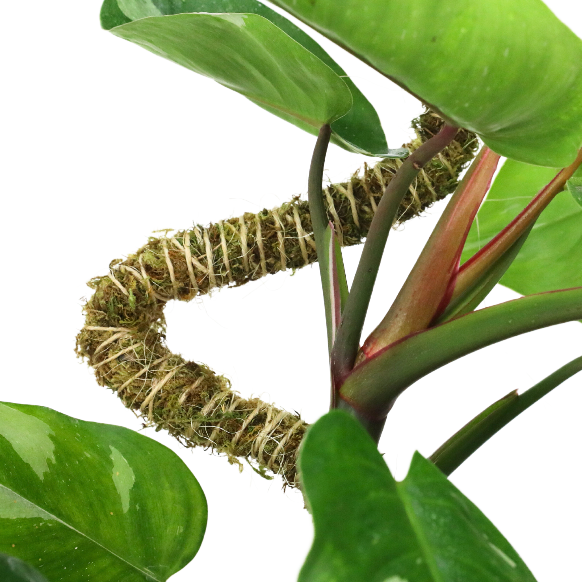 Mossify - Wholesale Garden tool - $2.60–5/Unit 50-pack Bendable Moss Pole Thin – Grower's Pack1